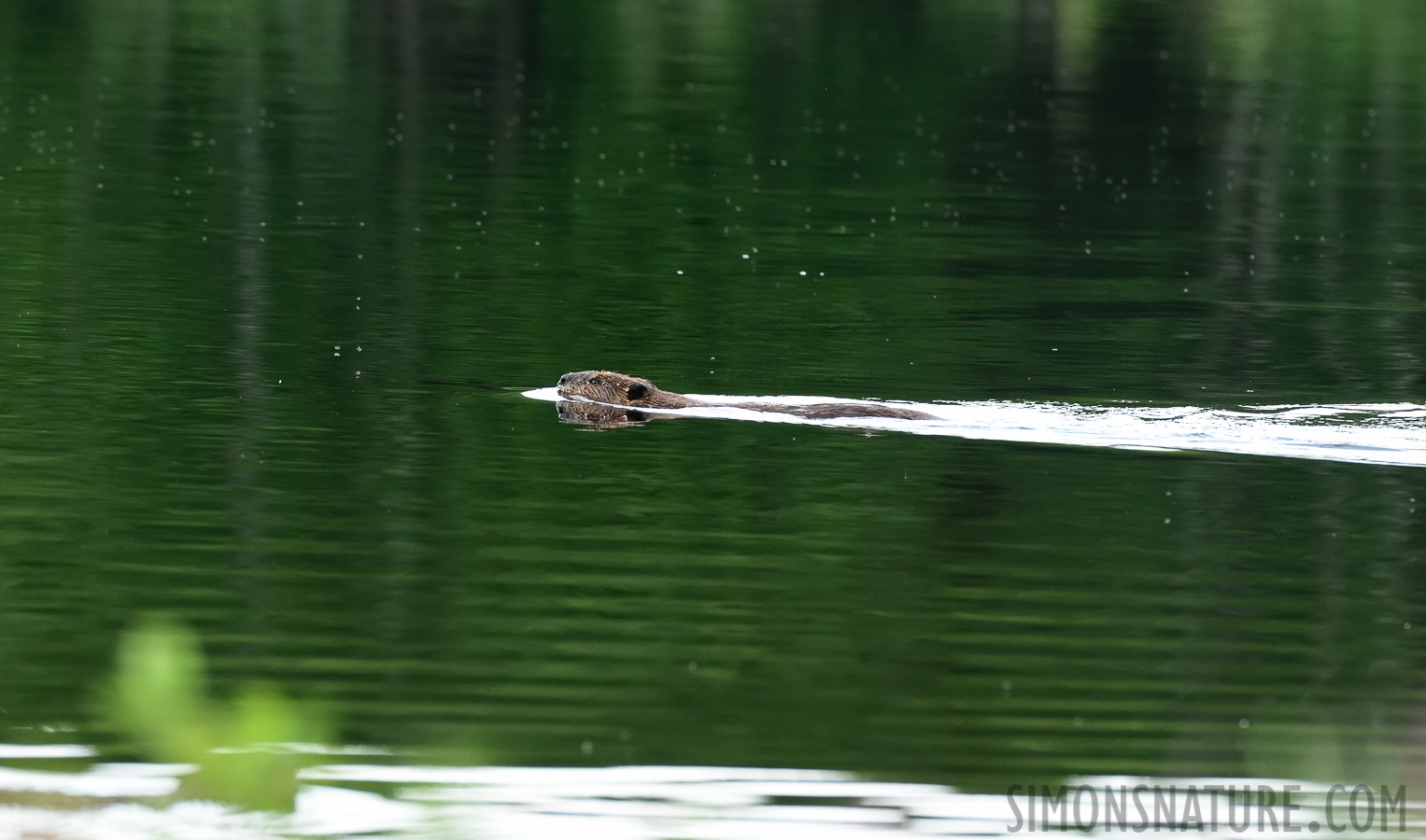 Castor canadensis [400 mm, 1/500 Sek. bei f / 7.1, ISO 2000]